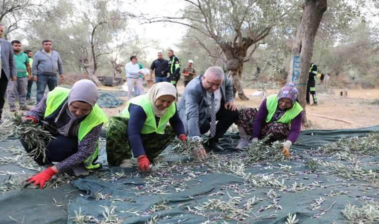 Edremit Belediyesinde zeytin hasadı başladı