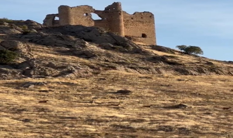 Elazığda dağ keçileri sürücü halinde görüntülendi