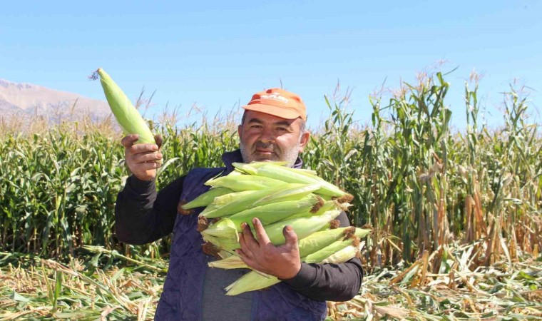 Elmalıda silajlık mısır hasadı yapıldı