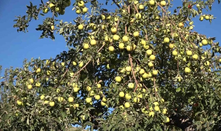 Ercişte kışlık elma hasadı başladı