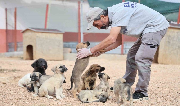 Geçici Hayvan Bakımevi ve Rehabilitasyon Merkezinde 9 bin hayvan tedavi edildi