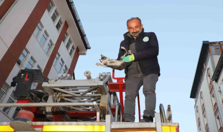 Hakkaride 4 katlı binada mahsur kalan yavru kedi kurtarıldı