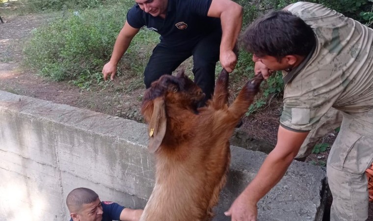 Havuza düşen keçileri itfaiye kurtardı