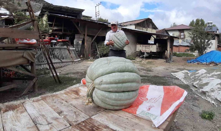 Hayvan gübresiyle yetiştirilen bal kabağı 40 kilogram oldu