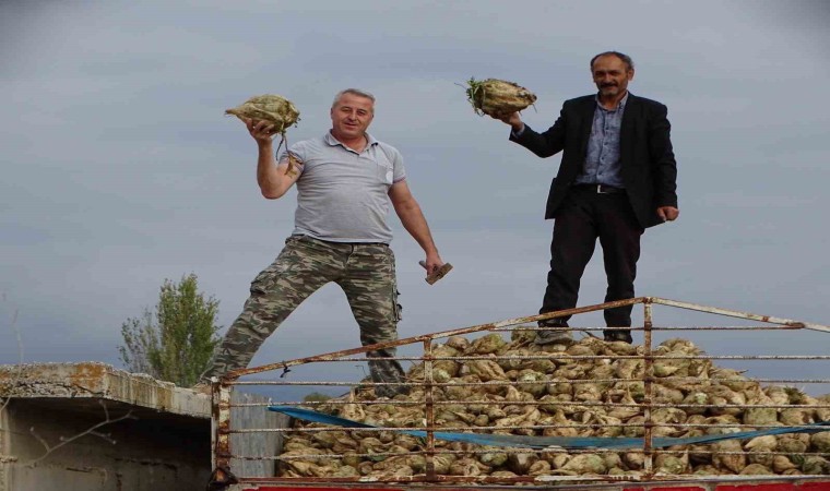 Hisarcıkta şeker pancarı üretiminde artış