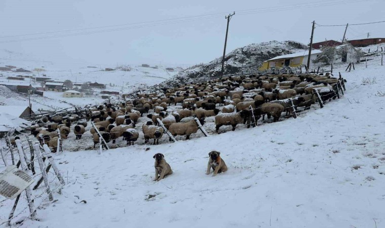 Kadırga Yaylasına kar düştü, yaylacılar dönüşe geçti