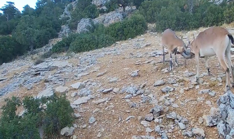 Kafa kafaya vuruşan dağ keçileri fotopakana takıldı