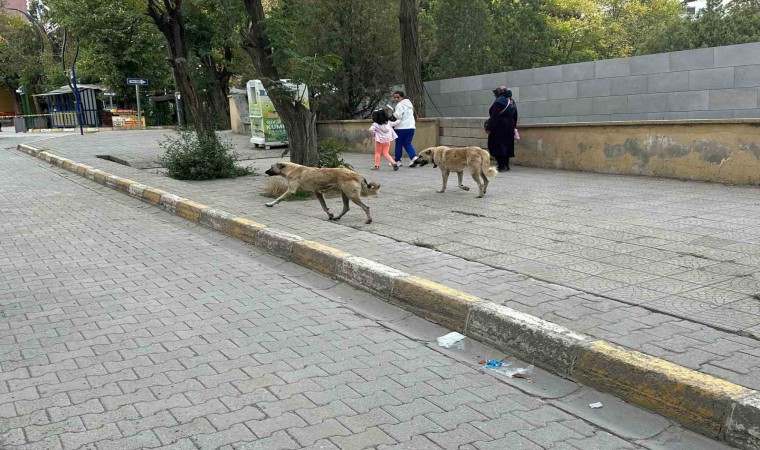 Kağızmanda başıboş köpekler tehlike saçıyor