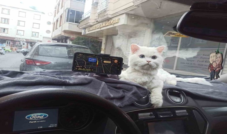 Kapısı 10 saniye açık unutulan binadaki kedinin çalındığı anlar kamerada