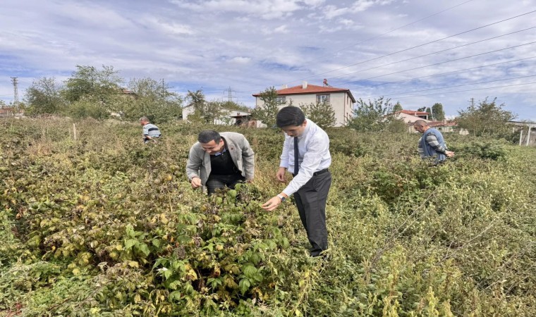 Kaymakam Kahraman, ahududu ve aronya tarlalarında inceleme yaptı