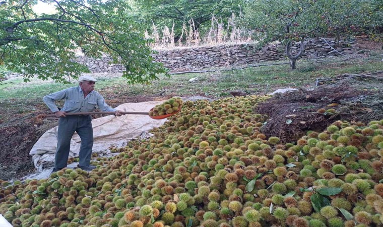 Köşkte kestane hasadı devam ediyor