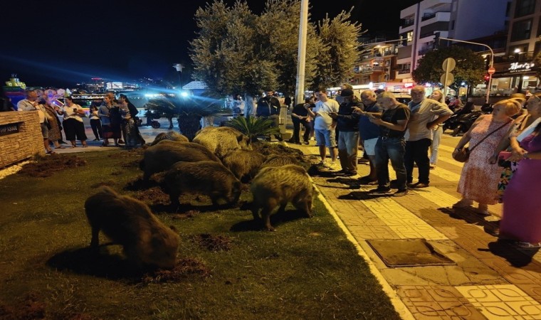 Kuşadasında merkeze yaban domuzları indi, o anlar kameraya yansıdı