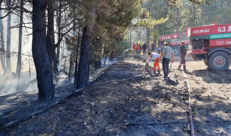 Kütahyada anız yangını ormana sıçradı