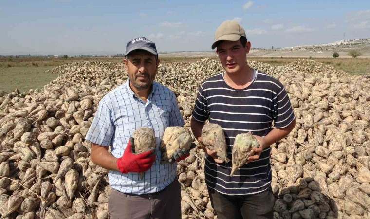 Kütahyada pancar hasadı başladı