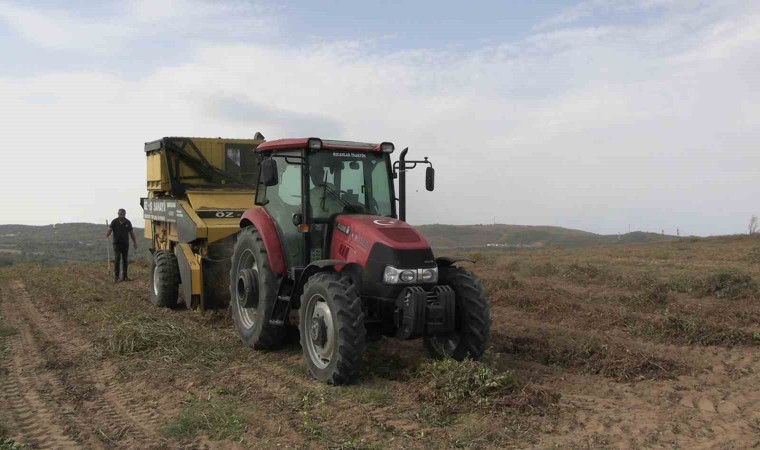 Meriçte coğrafi işaretli yer fıstığında hasat mesaisi başladı