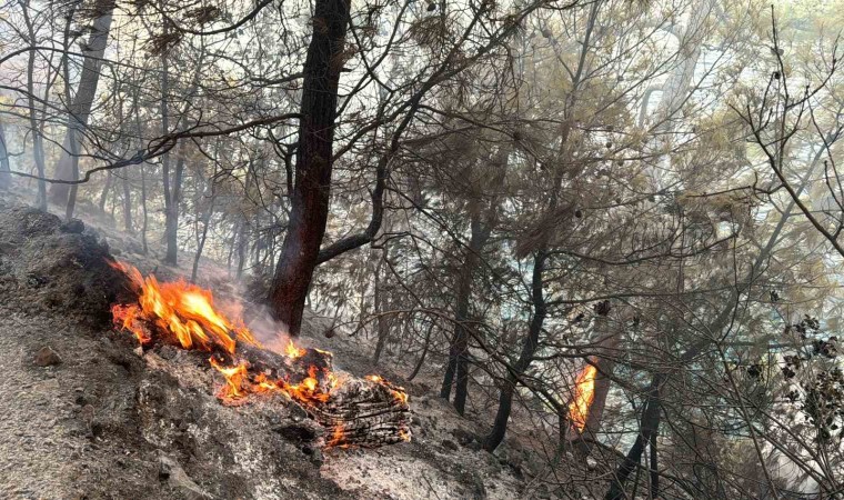 Muğla Gökova Körfezinde orman yangını