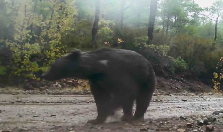 Muğlada yaban hayatı fotokapana yansıdı