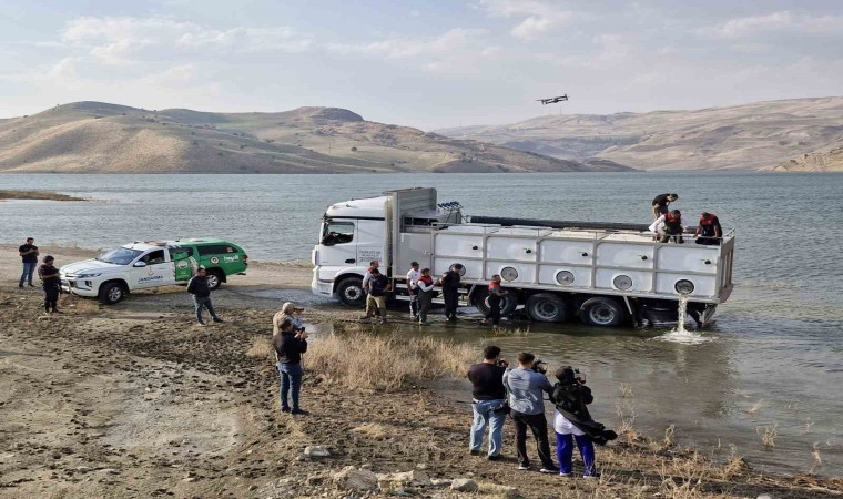 Muşta göl ve baraj göletlerine 4 milyon yavru sazan bırakıldı