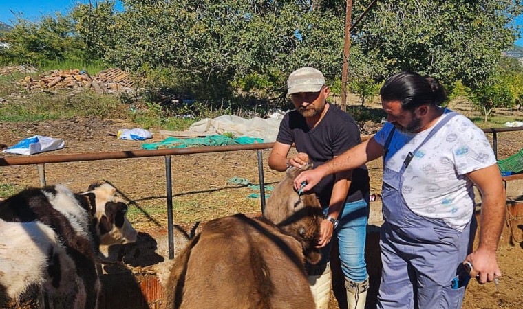 Ortacada hayvan sağlığı çalışmaları hızla devam ediyor