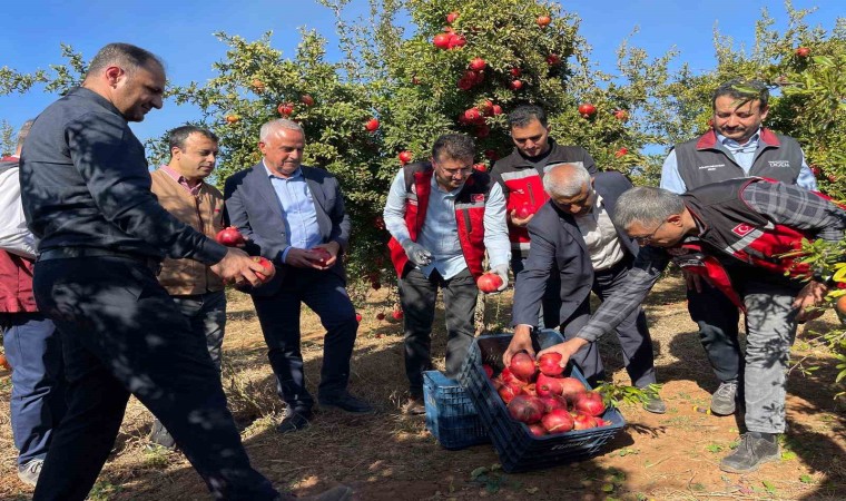 Şanlıurfada üretilen Hicaz Narı dünyaya ihraç ediliyor