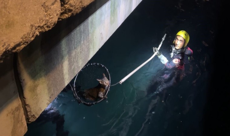 Sarıyerde denize düşen kediyi kurtarma operasyonu