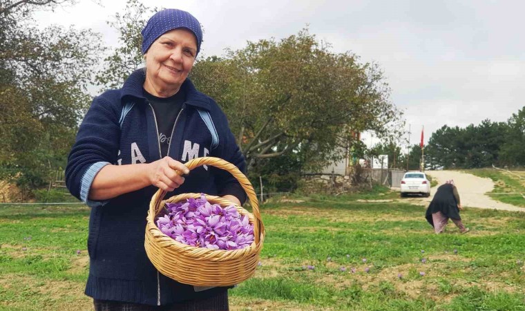 Serin hava ‘dünyanın en pahalı baharatında çiçeklenmeyi artırdı