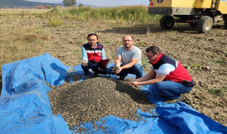 Simavda yağlık ayçiçeği hasadına başlandı