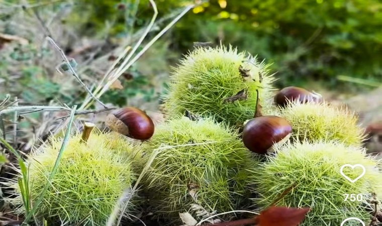 Simavın Kara Elması kestane hasadı başladı