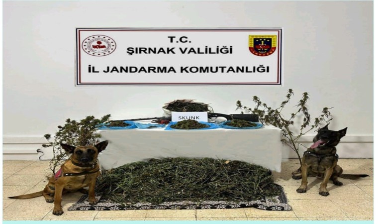 Şırnakta Jandarma ekiplerinden kaçakçılık operasyonu: 2 tutuklama