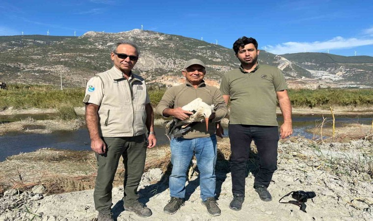 Sofyadan Kuşadasına gelen yaralı leylek doğaya salındı