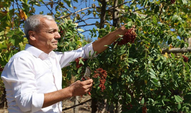 Sumakçı Dede bir ilke imza attığı sumakları miras bıraktı