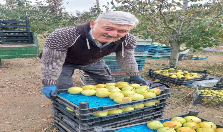 Sungurluda deveci armudu hasadı başladı