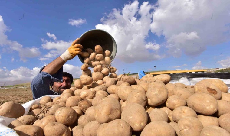 Türkiyenin patates ambarlarından Ahlatta hasat başladı