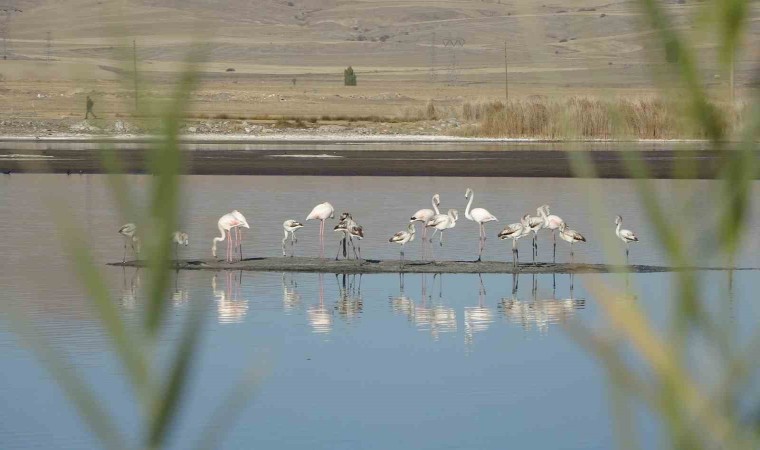 Ulaş Gölünde flamingo sürprizi, kuraklıkla boğuşan göl renklendi