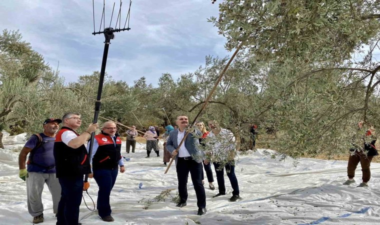 Vatandaş ile birlikte zeytin hasadı yaptılar