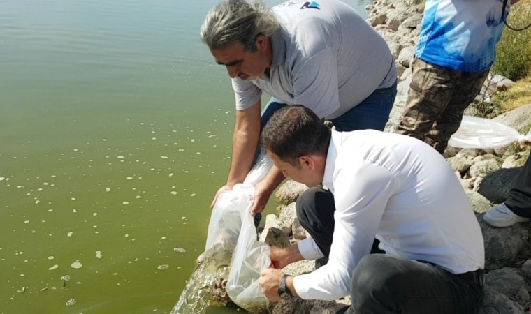 Yağmursuyu Göletine 10 bin yavru sazan salındı