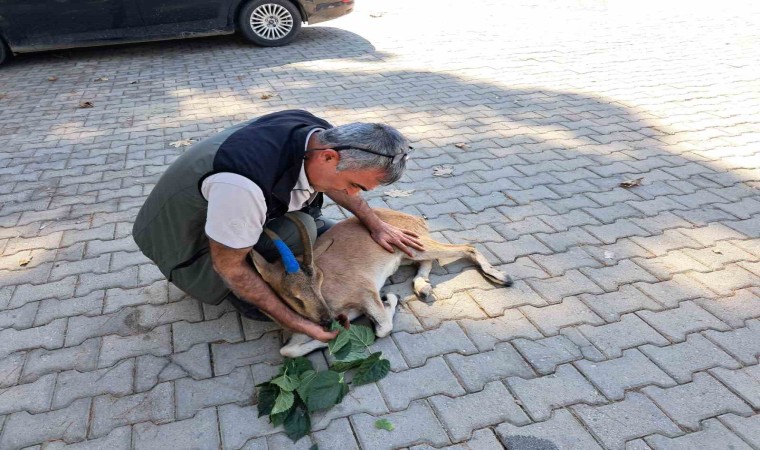 Yaralı bulunan dağ keçisi tedaviye gönderildi