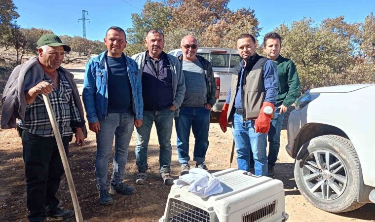 Yaralı halde bulunan hayvanlar koruma altına alındı