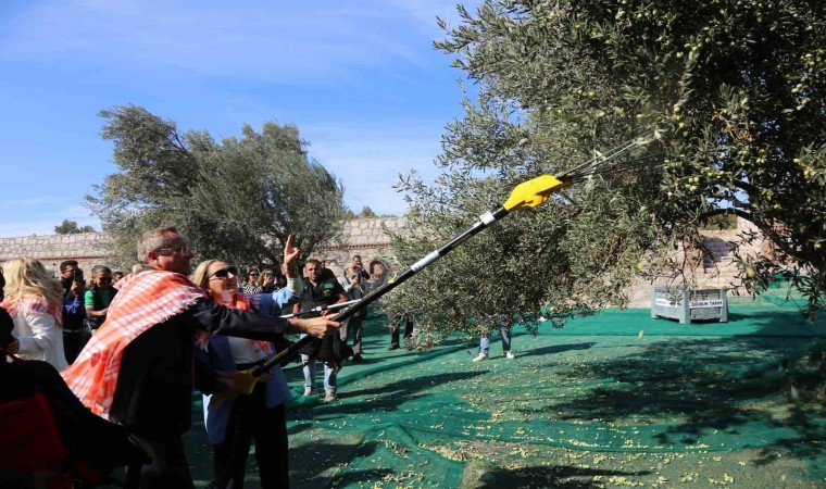 19. Ayvalık Uluslararası Zeytin Hasat Festivalinde ilk hasat Barbunun Çiftliğinde gerçekleşti