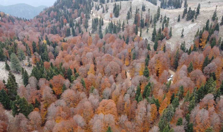 Adanada kayın ormanı sonbaharda görsel şölen oluşturdu