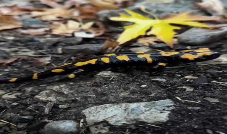 Adanada nesli tükenmekte olan semender görüldü