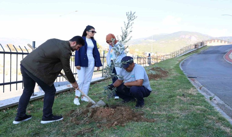 ALKÜde zeytin ağacı dikimi yapıldı