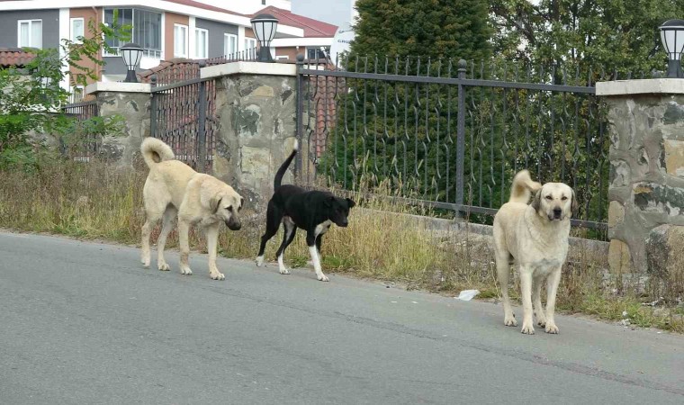 Altınorduda sokak köpekleri dehşeti: Bir kişi bacaklarından yaralandı