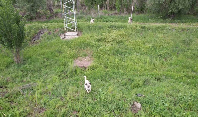 Ankarada köpeklerin dron kovalamaca şovu gülümsetti