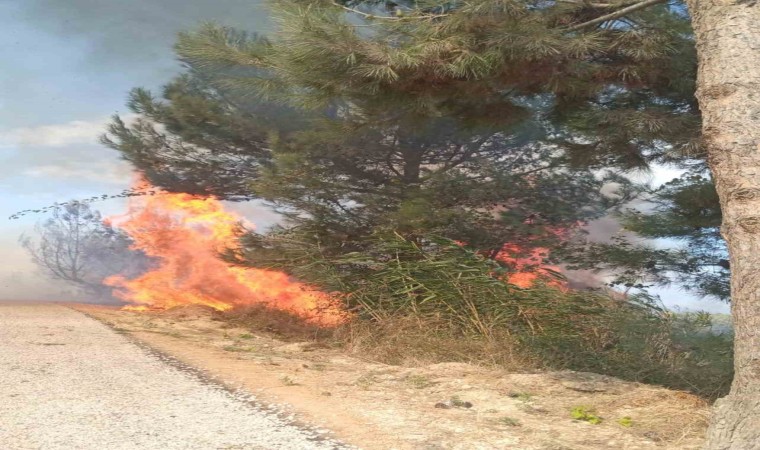 Antakyada ormanlık alandaki yangın büyümeden söndürüldü