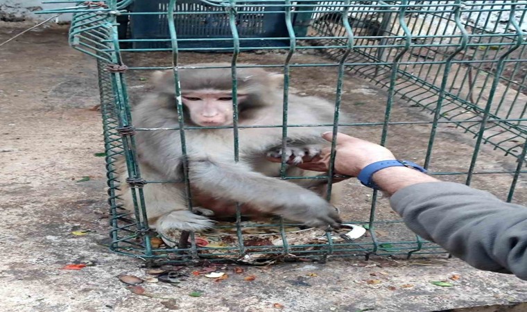 Antalyada izinsiz Rhesus Maymununu besleyen şahsa 8 bin 322 lira para cezası uygulandı