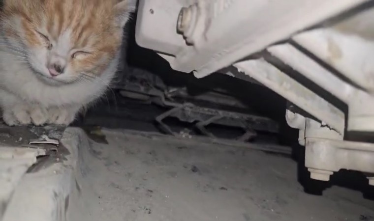 Aracın motor bölmesine giren kedi kurtarıldı