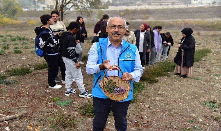 Balıkesirde botanik bahçesinde ilk safran hasadı yapıldı