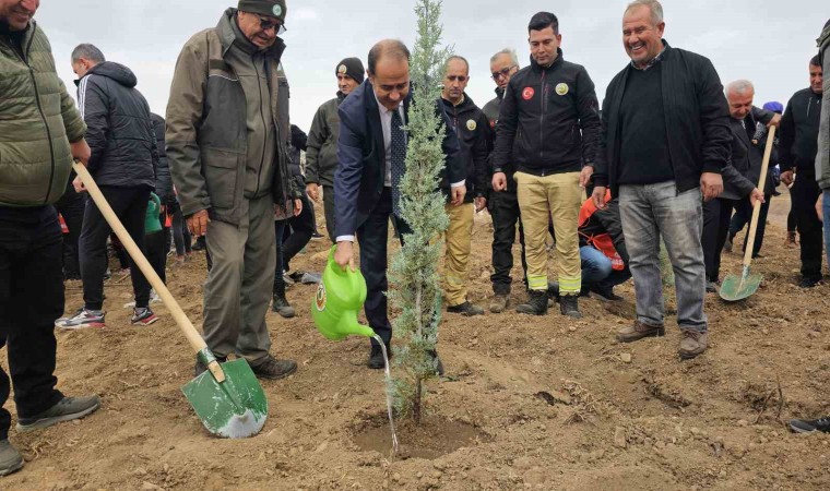 Bandırmada yanan alanda 750 çam fidanı toprakla buluştu