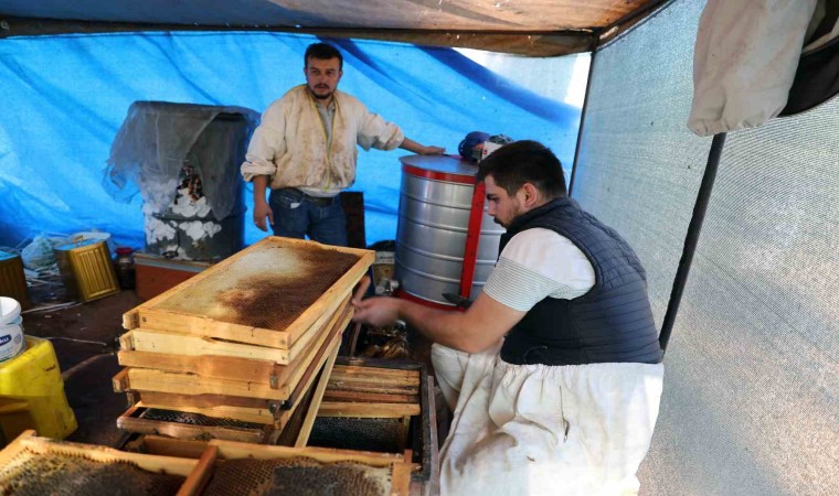 Başka illerden arıcılar gelmeyip kovan sayısı azalınca, bu yıl çam balı dalda kaldı